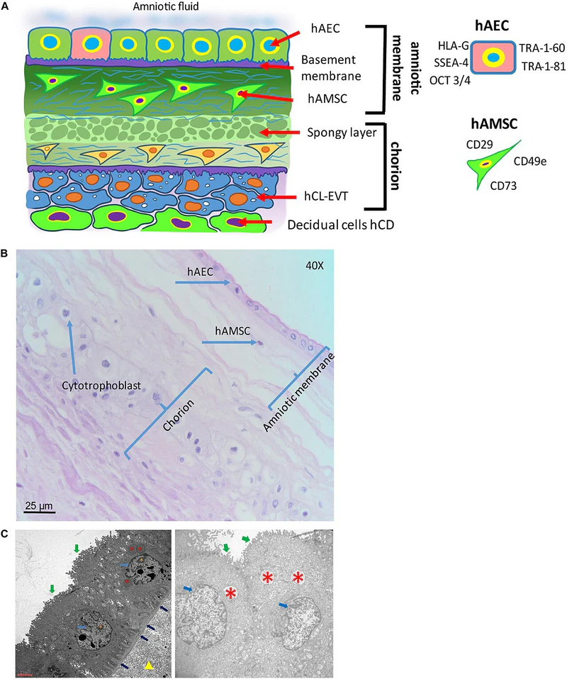 Scientific view of the structure and tissue layers of human amniotic membrane
